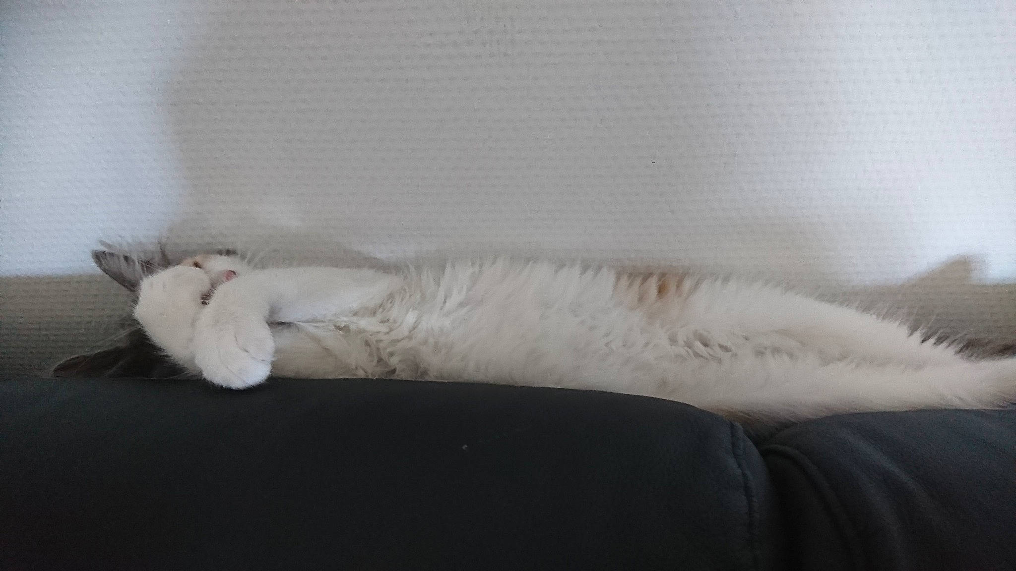 Youna a rejoint le concours — aidez-le/la à gagner de superbes lots ! burmilla, carnivore, cat, claw, feather, felidae, fur, kitten, nap, ragdoll, sleep, small_to_medium_sized_cats, tail, turkish_angora, turkish_van, whiskers, wing