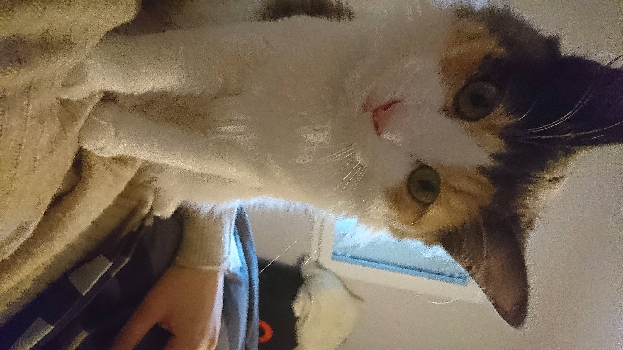 Youna a rejoint le concours — aidez-le/la à gagner de superbes lots ! carnivore, cat, domestic_long_haired_cat, fawn, felidae, fur, kitten, norwegian_forest_cat, ragamuffin, ragdoll, small_to_medium_sized_cats, snout, tail, turkish_van, whiskers