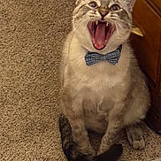 Simon joined the competition — help win amazing prizes! cat, bow_tie, carpet, feline, indoor, pet, animal, mouth_open, teeth, tongue, wooden_furniture, sitting, striped, cute, fur, whiskers, ears, domestic, playful, portrait