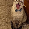 cat, bow_tie, carpet, feline, indoor, pet, animal, mouth_open, teeth, tongue, wooden_furniture, sitting, striped, cute, fur, whiskers, ears, domestic, playful, portrait