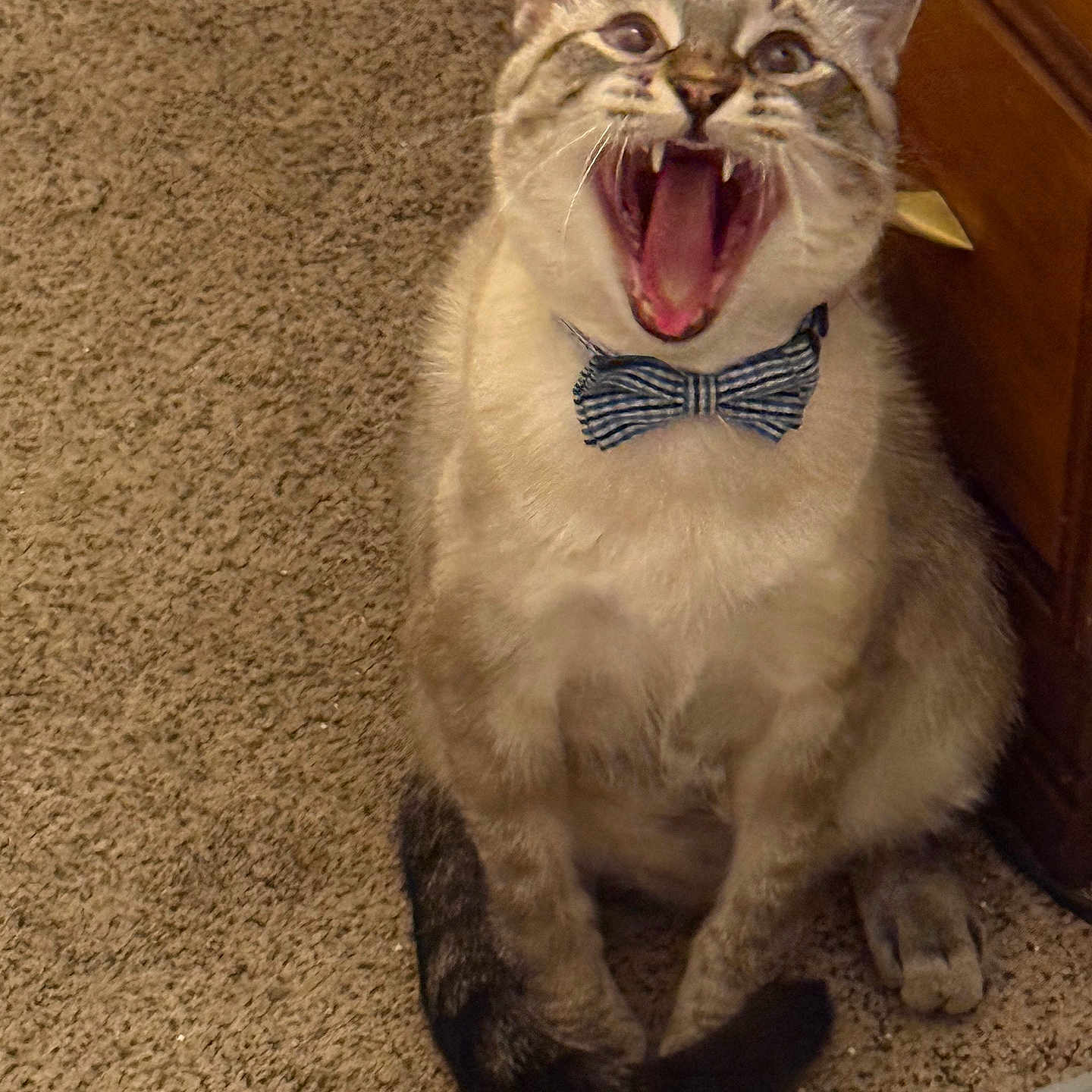 Simon