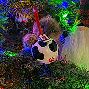 Phoenix joined the competition — help win amazing prizes! cat, christmas_tree, ornament, holiday_lights, gnome, festive, greenery, decorations, animal, pets, playful, curious, colorful, indoor, closeup, christmas, celebration, festivity, holiday, funny