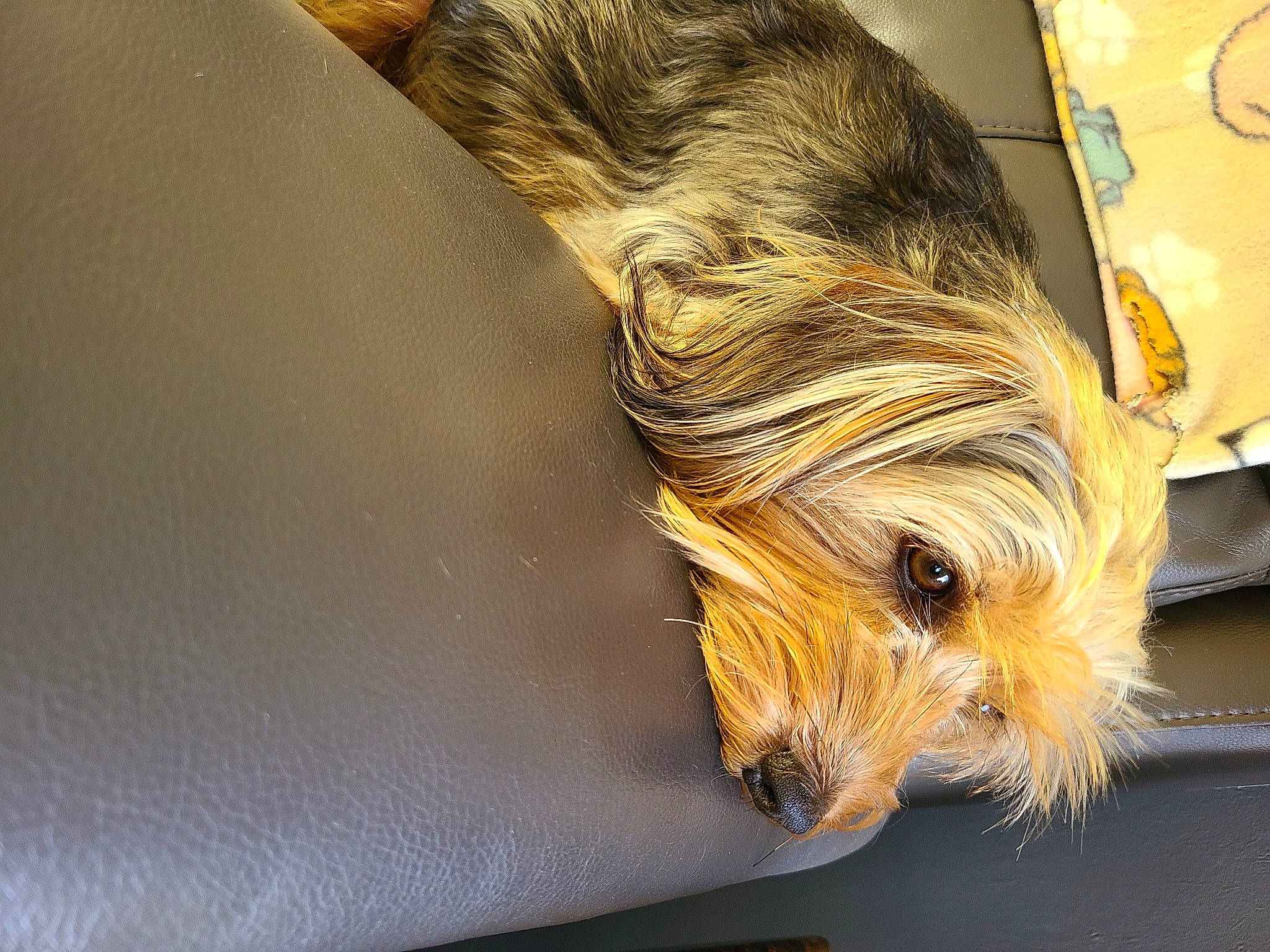 Marli joined the competition — help win amazing prizes! canidae, carnivore, comfort, companion_dog, dog, dog_breed, fawn, flooring, fur, grass, hardwood, liver, small_terrier, snout, sporting_group, toy_dog, trunk, whiskers, wood, working_animal