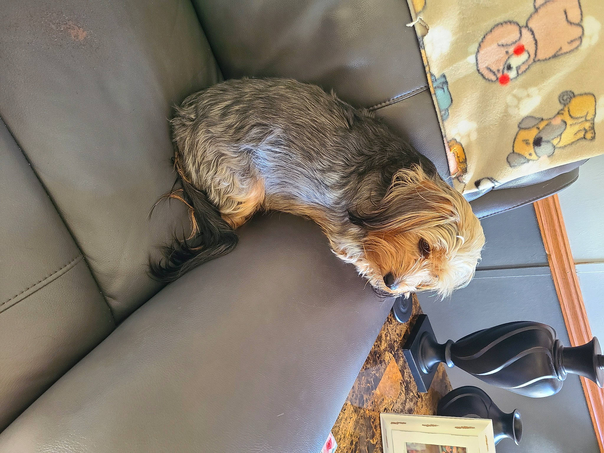 Marli is registered to the contest to win money with this photo: canidae, carnivore, chair, claw, comfort, companion_dog, couch, dog_breed, fawn, felidae, fur, nap, room, small_to_medium_sized_cats, sporting_group, tail, vehicle, vehicle_door, whiskers, wood