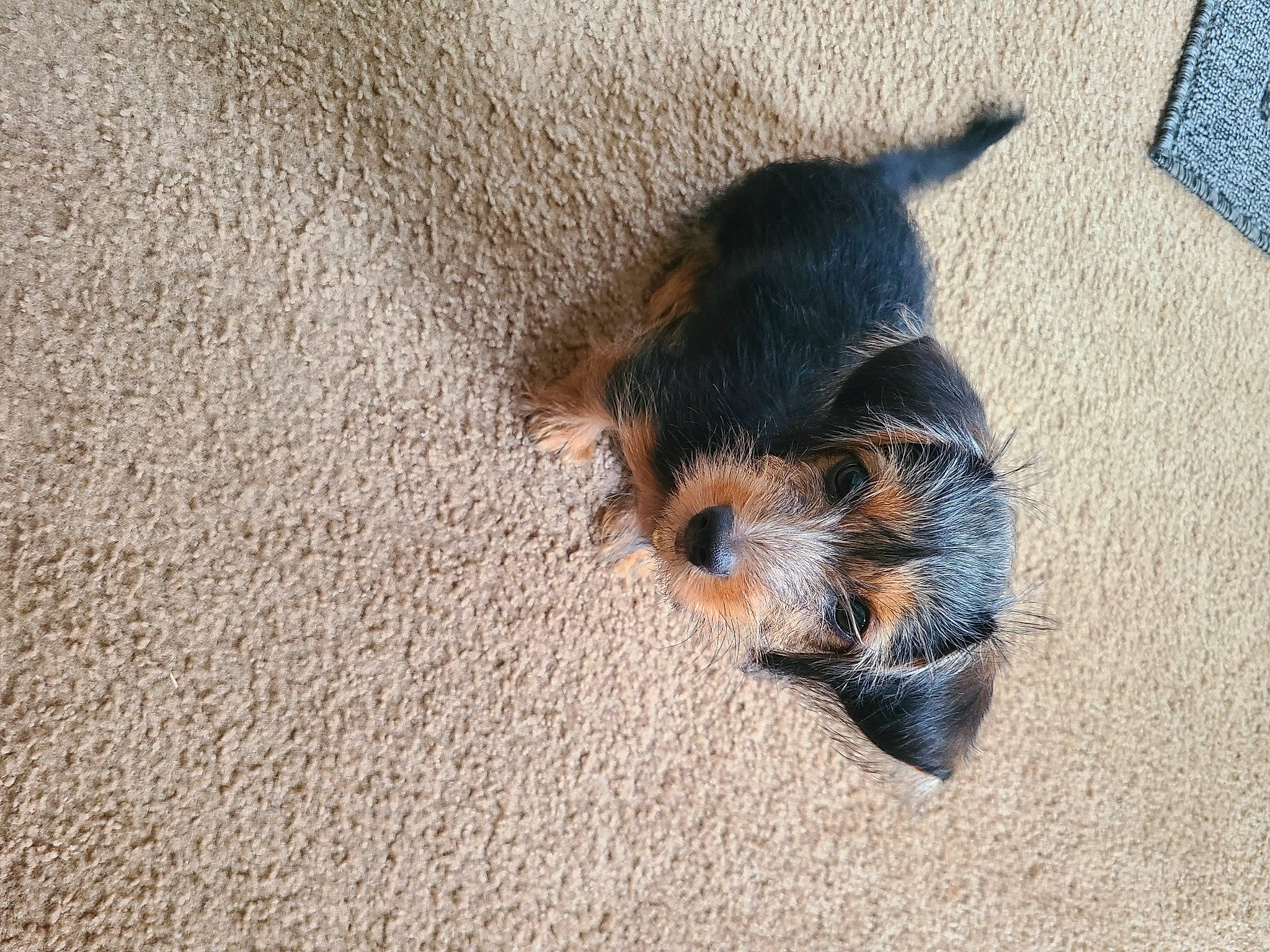 Marli joined the competition — help win amazing prizes! asphalt, carnivore, claw, companion_dog, dog, dog_breed, fawn, flooring, foot, fur, paw, road_surface, shadow, small_to_medium_sized_cats, snout, sporting_group, tail, terrier, wood, working_animal