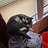 Spyro is registered to the contest to win money with this photo: cat, gray_cat, white_paws, cat_tree, indoor, window, blinds, red_bucket, yellow_toy, wooden_floor, cozy, pet, resting, curled_up, furniture, daylight, home, relaxed, animal, playful