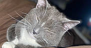 Spyro joined the competition — help win amazing prizes! cat, gray_cat, white_paws, whiskers, sleepy, indoor, bed, blanket, resting, closeup, pet, feline, domestic_cat, cozy, fur, animal, cute, relaxed, mammal, house