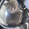 Spyro joined the competition — help win amazing prizes! cat, gray_cat, yellow_eyes, bubble_backpack, transparent_bubble, blanket, legs, pants, sneakers, nike, black_shoes, footwear, pet, indoor, travel, curious, cozy, white_blanket, feline, close_up