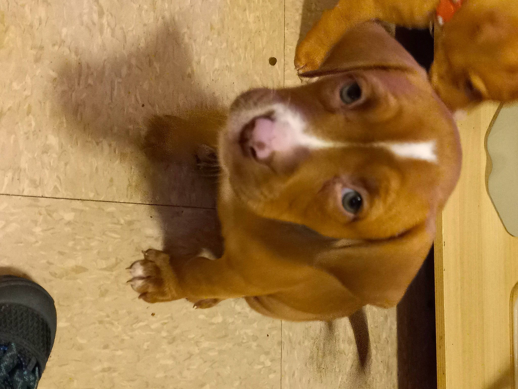 Artemis is registered to the contest to win money with this photo: ancient_dog_breeds, canidae, carnivore, companion_dog, dog, dog_breed, ear, fawn, hunting_dog, jaw, liver, non_sporting_group, pet_supply, snout, sporting_group, terrestrial_animal, whiskers, wood, working_animal, wrinkle