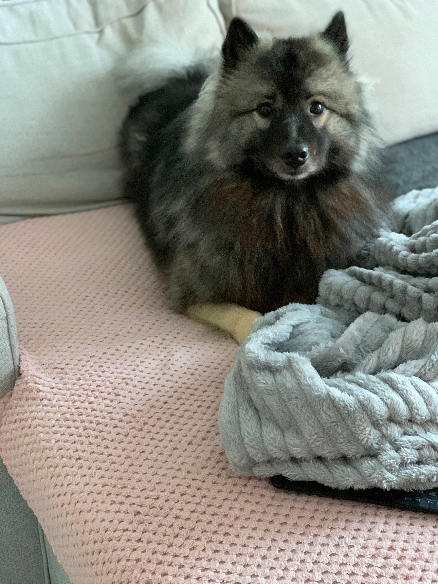Myla a rejoint le concours — aidez-le/la à gagner de superbes lots ! canidae, carnivore, claw, comfort, companion_dog, dog, dog_breed, felidae, fur, german_spitz, german_spitz_mittel, grey, linens, non_sporting_group, small_to_medium_sized_cats, snout, spitz, terrestrial_animal, whiskers, working_animal