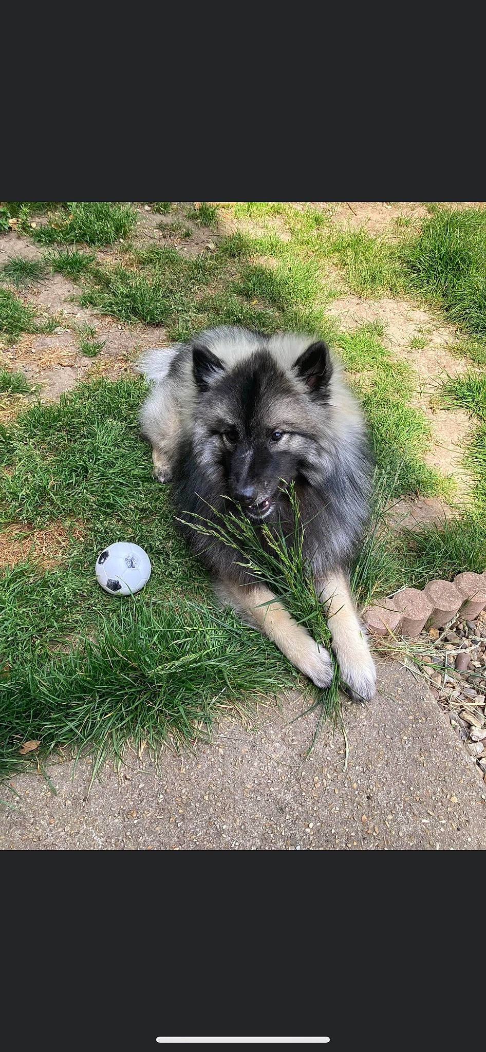 Myla participe au concours pour gagner de l'argent avec cette photo : ancient_dog_breeds, ball, canidae, carnivore, companion_dog, dog, dog_breed, fur, grass, non_sporting_group, snout, sporting_group, tail, terrestrial_animal, toy_dog, working_animal, working_dog