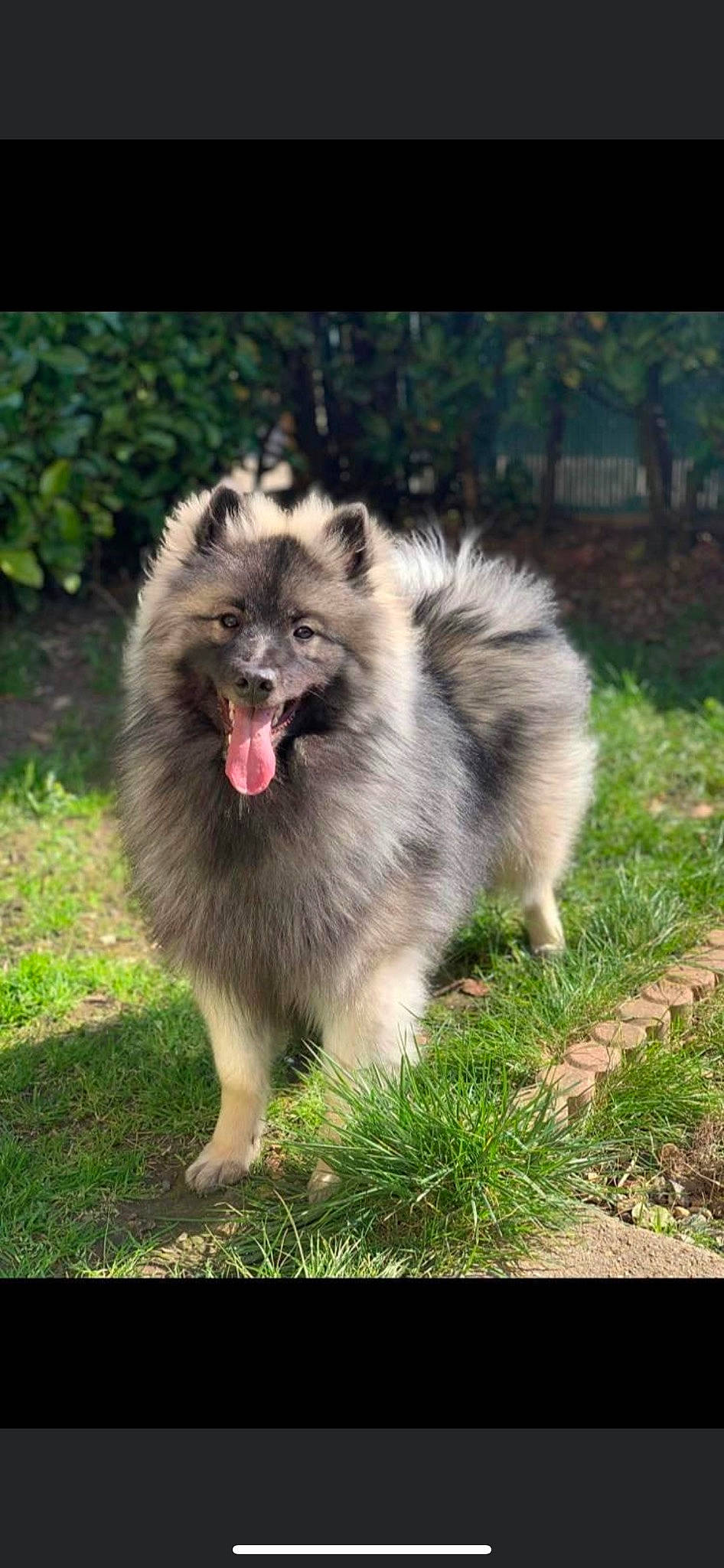 Myla a rejoint le concours — aidez-le/la à gagner de superbes lots ! ancient_dog_breeds, canidae, carnivore, companion_dog, dog, dog_breed, fawn, fur, grass, happy, non_sporting_group, plant, snout, sporting_group, terrestrial_animal, whiskers, wildlife, working_animal, working_dog