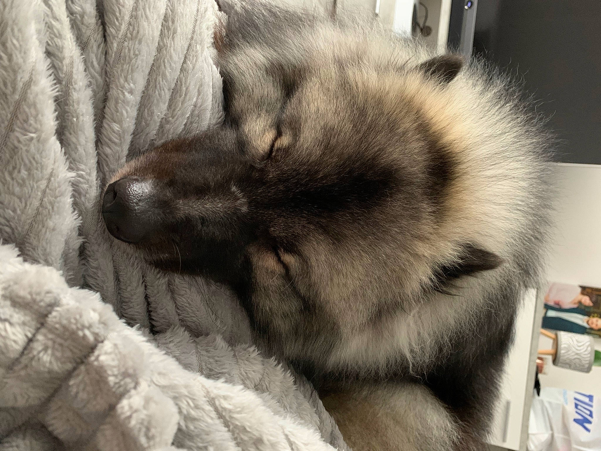 Myla a rejoint le concours — aidez-le/la à gagner de superbes lots ! canidae, carnivore, cloud, comfort, companion_dog, dog, dog_breed, fawn, fur, grey, monochrome, paw, shelf, snout, sporting_group, terrestrial_animal, textile, whiskers, working_animal, wrinkle