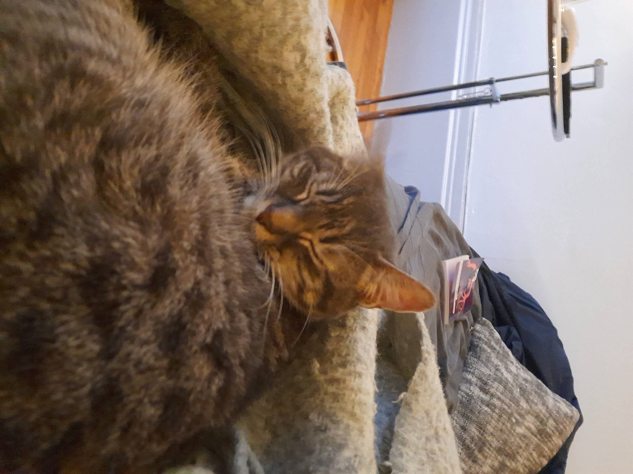 Yoyo a rejoint le concours — aidez-le/la à gagner de superbes lots ! carnivore, cat, claw, domestic_short_haired_cat, fawn, felidae, fur, hat, small_to_medium_sized_cats, tail, terrestrial_animal, whiskers, wildlife, wood