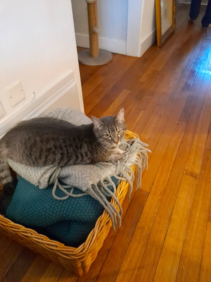 Yoyo a rejoint le concours — aidez-le/la à gagner de superbes lots ! carnivore, cat, comfort, felidae, floor, flooring, grey, hardwood, laminate_flooring, mammal, plank, small_to_medium_sized_cats, tail, tile_flooring, varnish, vertebrate, whiskers, wood, wood_flooring, wood_stain