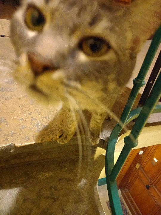 Yoyo a rejoint le concours — aidez-le/la à gagner de superbes lots ! carnivore, cat, cat_supply, domestic_short_haired_cat, fawn, felidae, fur, grass, hardwood, pet_supply, photo_caption, small_to_medium_sized_cats, snout, terrestrial_animal, tree, vertebrate, whiskers, wildlife, wood, wood_stain