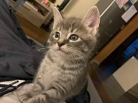 Yoyo a rejoint le concours — aidez-le/la à gagner de superbes lots ! box, carnivore, cat, claw, comfort, domestic_short_haired_cat, eye, fawn, felidae, fur, paw, small_to_medium_sized_cats, snout, tail, terrestrial_animal, whiskers