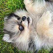 Ice participe au concours pour gagner de l'argent avec cette photo : dog, puppy, pomeranian, fluffy, grass, outdoor, pet, cute, animal, fur, small, lying_down, nature, canine, black_nose, whiskers, playful, adorable, young, eyes