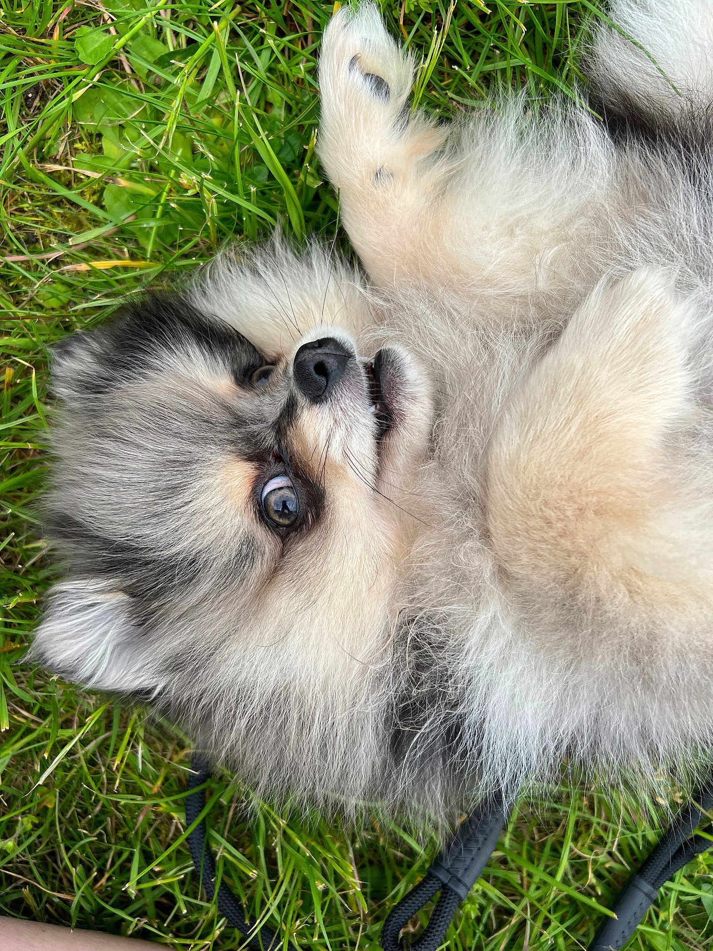 Ice participe au concours pour gagner de l'argent avec cette photo : dog, puppy, pomeranian, fluffy, grass, outdoor, pet, cute, animal, fur, small, lying_down, nature, canine, black_nose, whiskers, playful, adorable, young, eyes