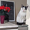 cat, black_and_white, indoor, cabinet, flowers, red_roses, vase, framed_photo, cityscape, modern_furniture, wood_texture, pet, animal, sitting, green_eyes, decor, home, still_life, cute, curious