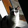 Bounty a rejoint le concours — aidez-le/la à gagner de superbes lots ! cat, black_and_white, window, sunlight, shadow, indoor, pet, feline, animal, curious, portrait, whiskers, ears, nose, sitting, looking, daylight, wooden_frame, house, domestic