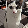 cat, black_and_white, wide_eyes, curious, indoor, couch, furniture, sitting, pet, animal, face, whiskers, ears, fur, home, shelf, toy, plush, living_room, close_up