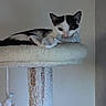 cat, black_and_white_cat, cat_tree, toy, pet, indoor, relaxed, sleepy, feline, animal, cozy, fur, resting, climbing_post, scratched_post, soft_toy, home, quiet, calm, cute