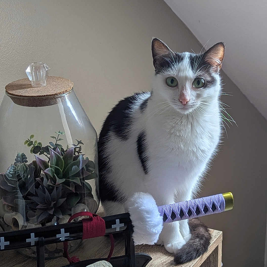 Bounty participe au concours pour gagner de l'argent avec cette photo : cat, black_and_white, succulent, glass_jar, wooden_shelf, decor, indoor, pet, animal, curious, feline, face, ears, tail, plant, small_sword, katana, ornament, home, furniture