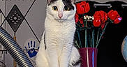 Bounty a rejoint le concours — aidez-le/la à gagner de superbes lots ! animal, black_and_white, cat, curious, decor, domestic, eyes, feline, flower_vase, handprint, household_items, indoor, metallic_tube, pets, portrait, purple_vase, red_roses, shelf, sitting, wall