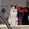 Bounty a rejoint le concours — aidez-le/la à gagner de superbes lots ! cat, black_and_white, sitting, shelf, red_roses, purple_vase, indoor, household_items, handprint, wall, curious, pets, animal, feline, decor, flower_vase, metallic_tube, portrait, domestic, eyes