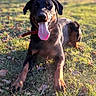 animal, black, brown, canine, collar, dog, domestic, ears, grass, happy, lying, muzzle, nature, outdoor, pet, playful, snout, summer, sunlight, tongue