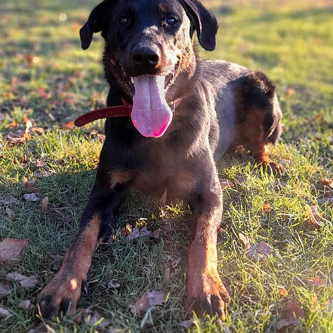 Norton participe au concours pour gagner de l'argent avec cette photo : animal, black, brown, canine, collar, dog, domestic, ears, grass, happy, lying, muzzle, nature, outdoor, pet, playful, snout, summer, sunlight, tongue