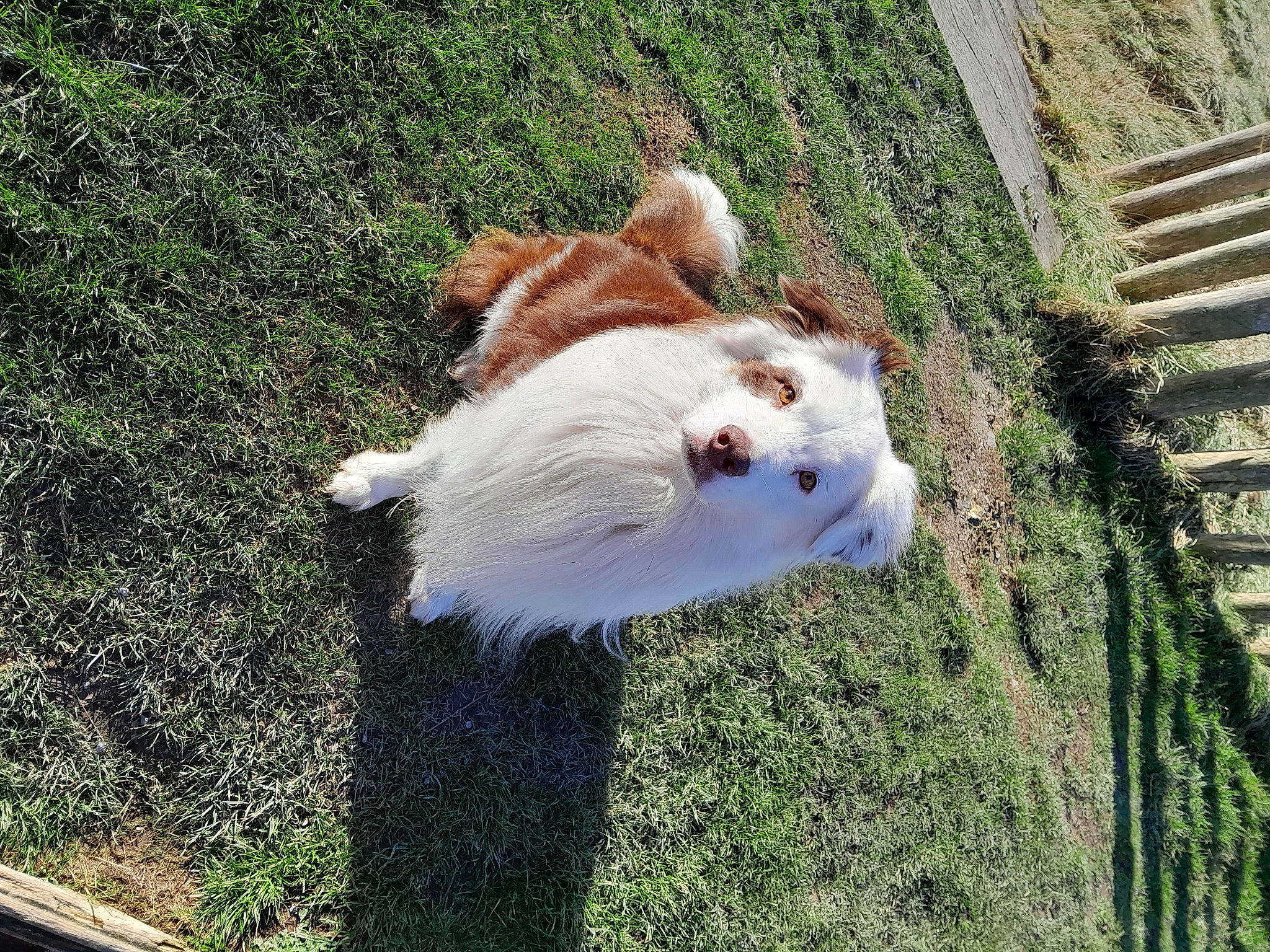 Owen a rejoint le concours — aidez-le/la à gagner de superbes lots ! canidae, carnivore, collar, companion_dog, dog, dog_breed, fawn, felidae, fur, grass, herding_dog, plant, shetland_sheepdog, small_to_medium_sized_cats, snout, sporting_group, tail, whiskers, wildlife, wood