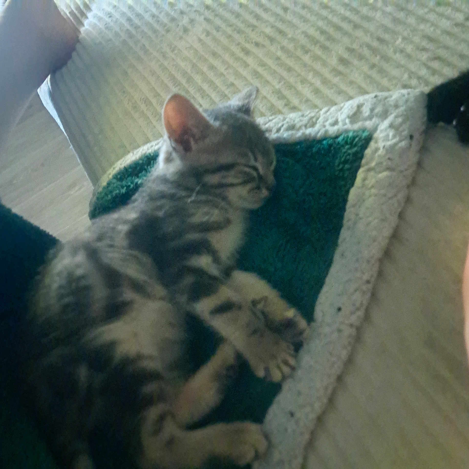 Rit participe au concours pour gagner de l'argent avec cette photo : animal, blanket, cat, comfort, cozy, cute, domestic, feline, fur, home, indoor, kitten, nap, pet, relaxing, resting, sleeping, soft, striped, young