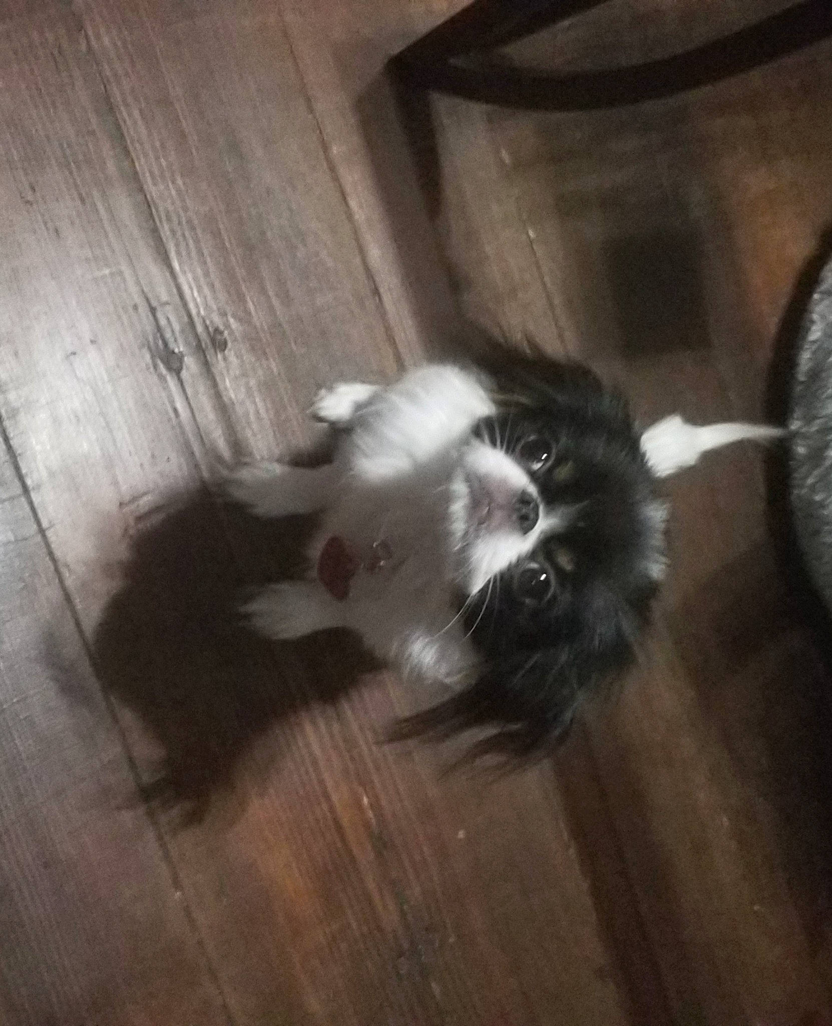 Rukia is registered to the contest to win money with this photo: canidae, carnivore, cat, dog, dog_breed, fawn, felidae, floor, flooring, hardwood, kitten, puppy, shih_tzu, small_to_medium_sized_cats, tail, toy_dog, whiskers