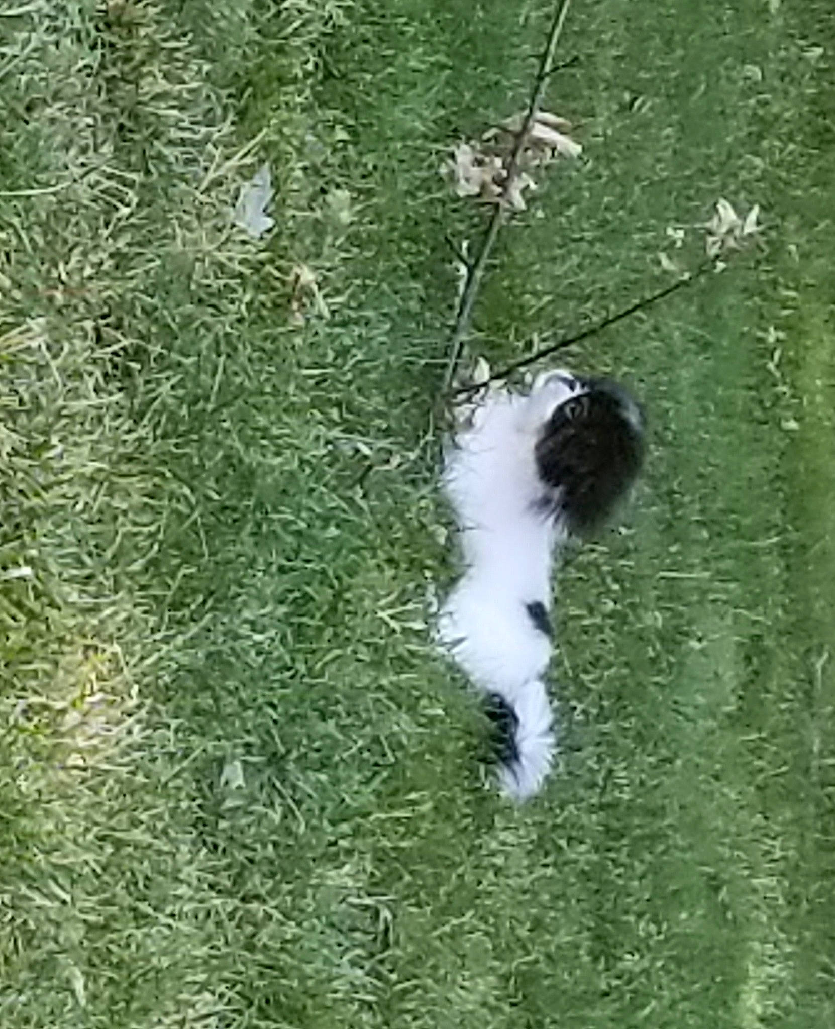 Rukia joined the competition — help win amazing prizes! canidae, carnivore, dog, dog_breed, grass, non_sporting_group, puppy, shih_tzu, sporting_group, tail, toy_dog