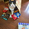 animal, black_and_white_cat, cat, colorful_packages, dog_treats, food_packaging, front_facing, green_eyes, household, indoors, pet, photography, pointed_ears, portrait, short_hair, sitting, snacks, treat_inspector, whiskers, wooden_floor