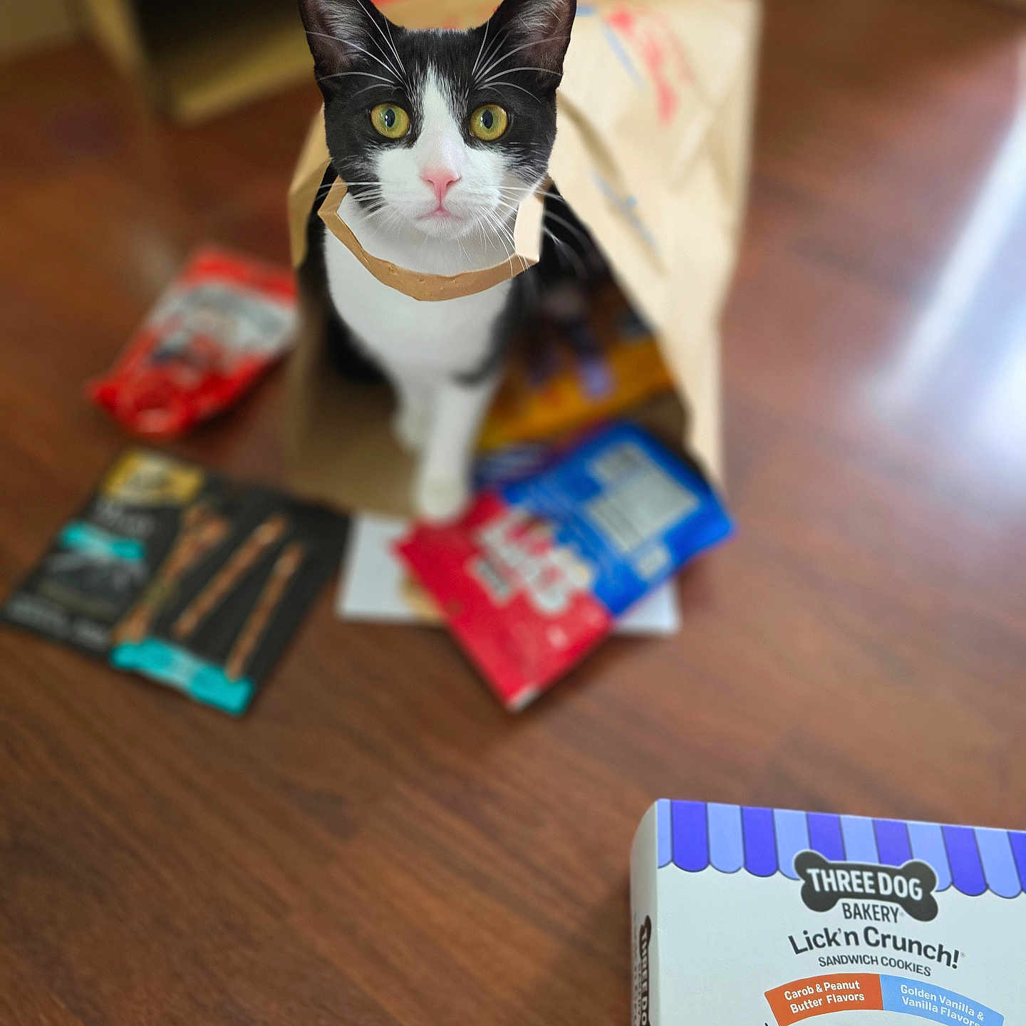 Dewey joined the competition — help win amazing prizes! animal, black_and_white_cat, cat, colorful_packages, dog_treats, food_packaging, front_facing, green_eyes, household, indoors, pet, photography, pointed_ears, portrait, short_hair, sitting, snacks, treat_inspector, whiskers, wooden_floor