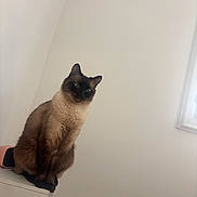 Stich a rejoint le concours — aidez-le/la à gagner de superbes lots ! cat, siamese_cat, pet, animal, portrait, sitting, indoors, cabinet, furniture, window, wall, cream_colored, brown_fur, dark_face, blue_eyes, ears, whiskers, tail, home, photography