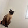 cat, siamese_cat, pet, animal, portrait, sitting, indoors, cabinet, furniture, window, wall, cream_colored, brown_fur, dark_face, blue_eyes, ears, whiskers, tail, home, photography