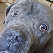 Shadow a rejoint le concours — aidez-le/la à gagner de superbes lots ! dog, close_up, indoor, furniture, table, chair, curious, pet, animal, brown_eyes, snout, fur, domestic_animal, looking, face, nose, ears, wooden_chair, floor, background