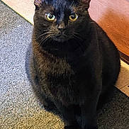 Emook joined the competition — help win amazing prizes! black_cat, cat, pet, animal, indoor, carpet, wooden_floor, yellow_eyes, sitting, feline, fur, whiskers, ears, cute, domestic_animal, close_up, portrait, looking_at_camera, calm, curious