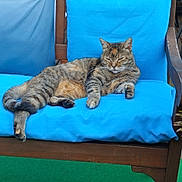 Pastille participe au concours pour gagner de l'argent avec cette photo : cat, tabby, lounging, blue_cushion, wooden_bench, relaxed, sleeping, pet, feline, indoor, comfortable, fur, whiskers, paw, tail, resting, animal, cute, domestic_cat, cozy