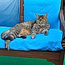 cat, tabby, lounging, blue_cushion, wooden_bench, relaxed, sleeping, pet, feline, indoor, comfortable, fur, whiskers, paw, tail, resting, animal, cute, domestic_cat, cozy
