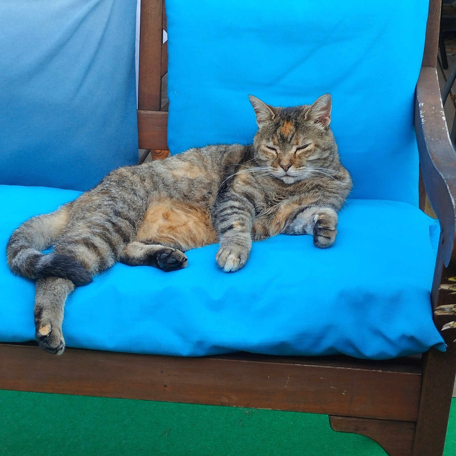 Pastille participe au concours pour gagner de l'argent avec cette photo : animal, blue_cushion, cat, comfortable, cozy, cute, domestic_cat, feline, fur, indoor, lounging, paw, pet, relaxed, resting, sleeping, tabby, tail, whiskers, wooden_bench