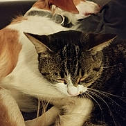 Peanut a rejoint le concours — aidez-le/la à gagner de superbes lots ! animal, cat, closeup, collar, companion, couch, cozy, dog, domestic, friendship, fur, furry, indoor, peaceful, pet, relaxation, resting, sleeping, snuggling, tabby
