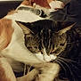 animal, cat, closeup, collar, companion, couch, cozy, dog, domestic, friendship, fur, furry, indoor, peaceful, pet, relaxation, resting, sleeping, snuggling, tabby