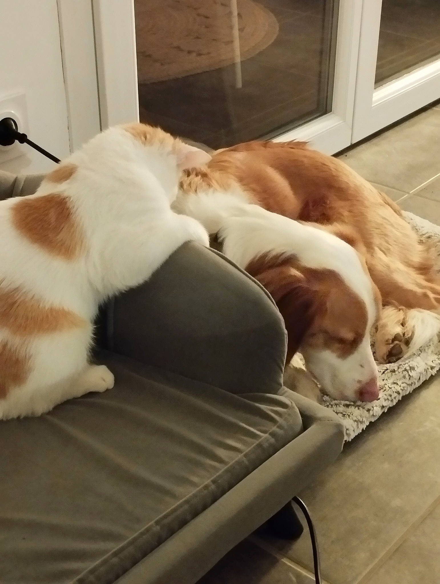 Nahiko participe au concours pour gagner de l'argent avec cette photo : canidae, carnivore, cat, comfort, companion_dog, couch, dog, dog_breed, fawn, felidae, floor, flooring, fur, hardwood, nap, sporting_group, tail, whiskers, wood, working_animal