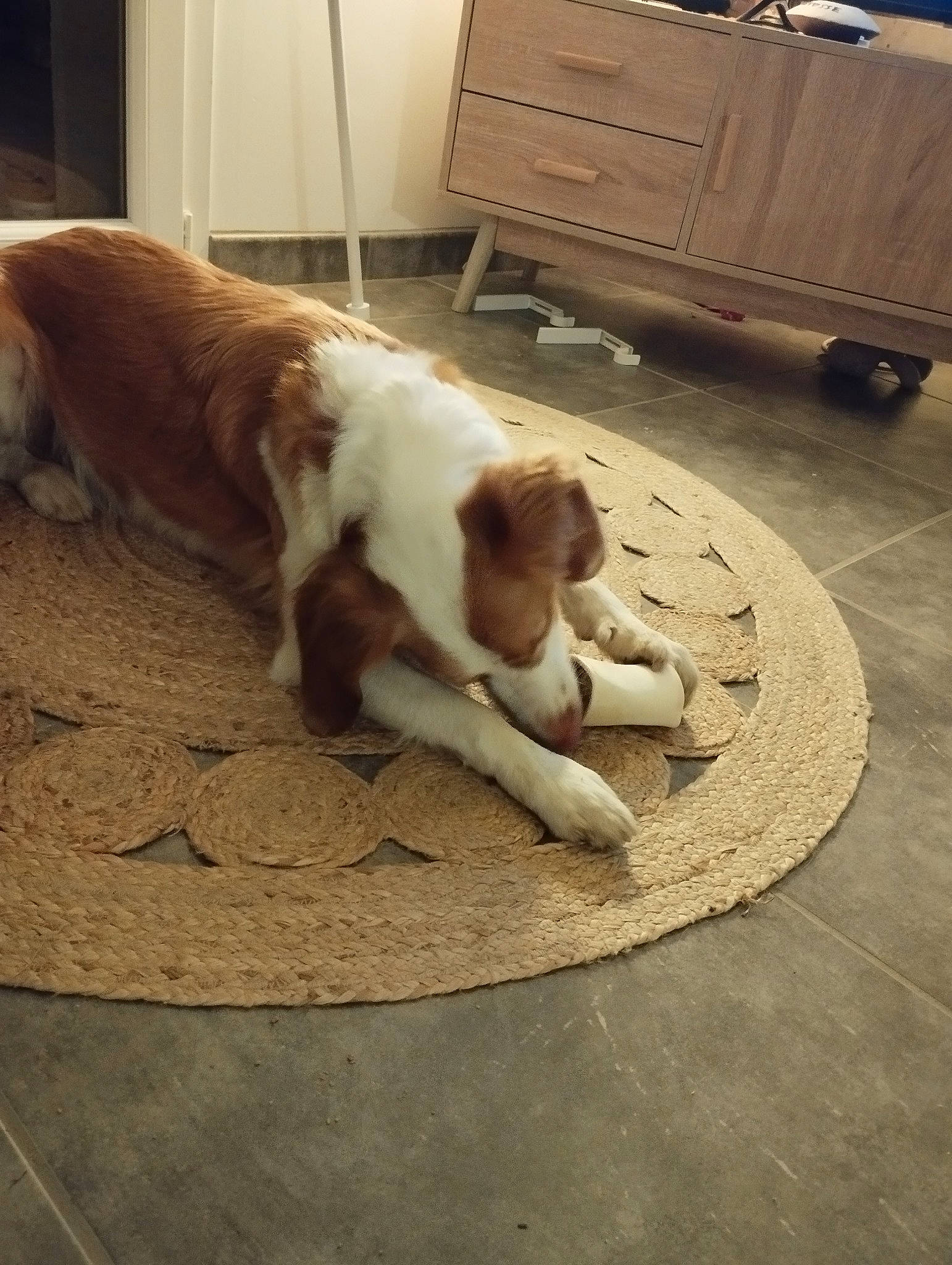 Nahiko a rejoint le concours — aidez-le/la à gagner de superbes lots ! canidae, carnivore, comfort, companion_dog, dog, dog_breed, door, fawn, felidae, floor, flooring, fur, hardwood, liver, small_to_medium_sized_cats, snout, sporting_group, tail, wood, working_animal