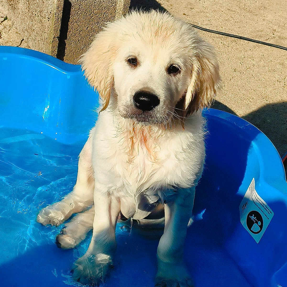 Chase a rejoint le concours — aidez-le/la à gagner de superbes lots ! adorable, animal, blue_pool, canine, concrete, cute, dog, golden_retriever, outdoor, pet, playful, pool, puppy, shadow, sitting, summer, sunlight, water, wet_fur, young_dog